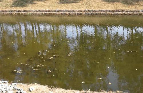 北京市航空港河段變質水體水草填料案例